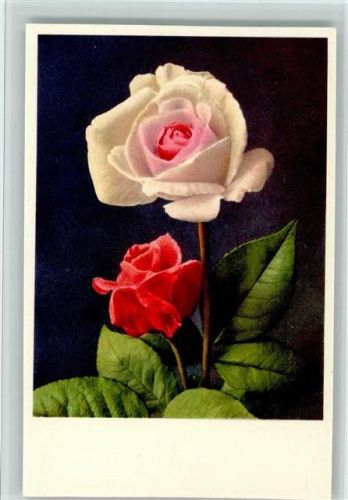 Rose in weiss und rot