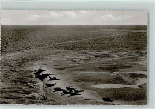 Amrum Seehundsbank