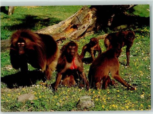 Rheine Naturzoo Tierpark Rheine Dscheladas oder Blutbrustpaviane