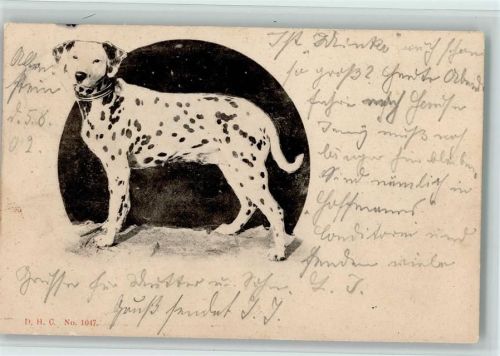 1902 Dalmatiner - Verlag D.H.C. Nr. 1047 AK