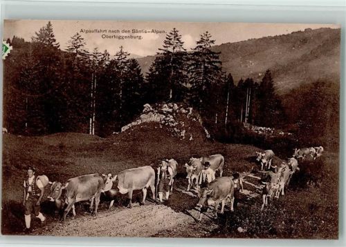 Nesslau 1915 Alpauffahrt nach den Säntis-Alpen Obertoggenburg