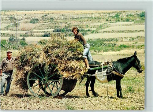 Xaghra Farmers Stacking Hay on Cart Xaghra