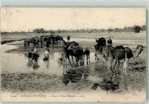 1907 LL. Nr. 6405 Scenes et Types , Vue a Oued Bayech, Kamele an einer Wassertränke , Nomaden AK