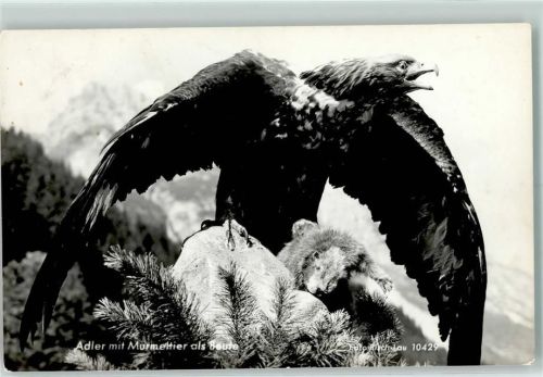 Adler mit Murmeltier Foto Risch-Lau