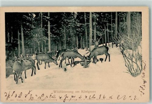 Königssee Wildfütterung Rotwild Winter