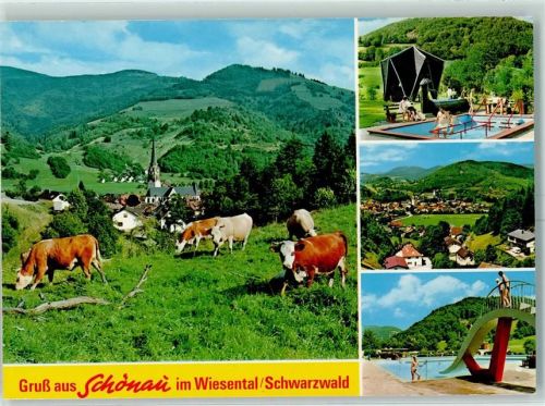Schönau Schwimmbad Wassertrettbecken Kühe