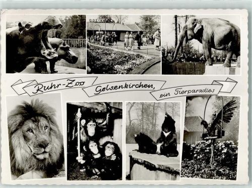 Gelsenkirchen Ruhr-Zoo Flusspferde Elefant Löwe Schimpansen Bären Papagei