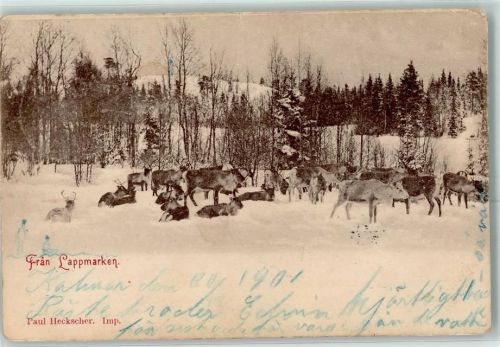 Kiruna Rentiere Lappland
