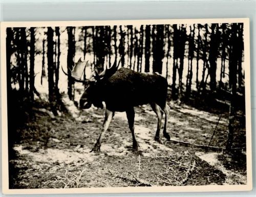 Königsberg Elch Kurische Nehrung