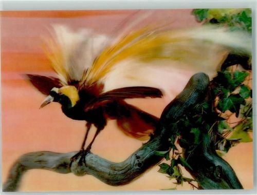 Paradiesvogel