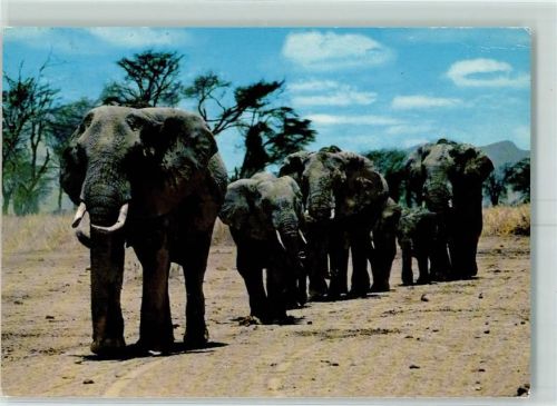 Nairobi 1988 Elefanten