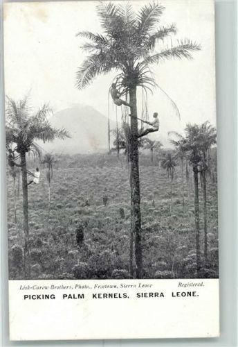 Freetown Beruf Palmen