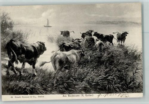 1905 Nr. 39 Verlag Brunner . Kühe am Bodensee, gute Erhaltung