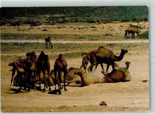 Kamele nahe Salalah