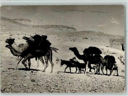Ouarzazate - Esel und Kamele Karawane AK