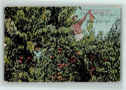 1908 A Peach Tree , three years old, Tulare, Californien