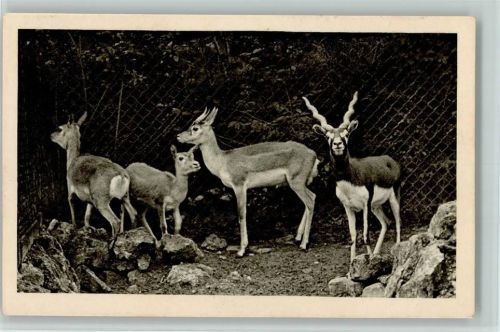 Hirschziegenantilope
