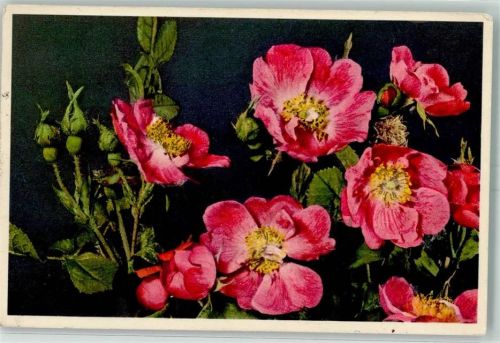 1951 Heckenrose Edition Stehli 784 AK