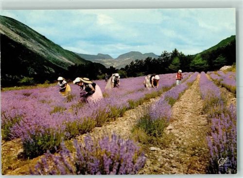Cueillette de la Lavande - Lanvendel Ernte in Frankreich AK