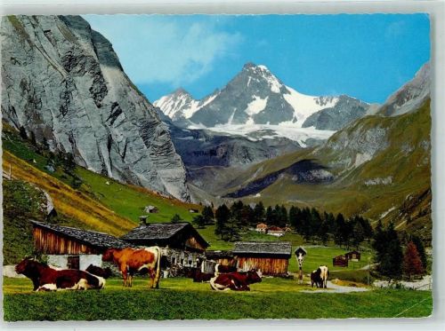 Ködnitz Ködnitztal bei Kals gegen Großglockner Kühe