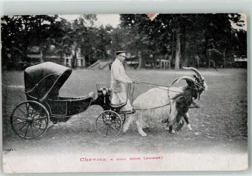 Ziegen-Kutsche Chevres a cou noir ( Suisse ) Ziege 1905 Gebrauchsspuren