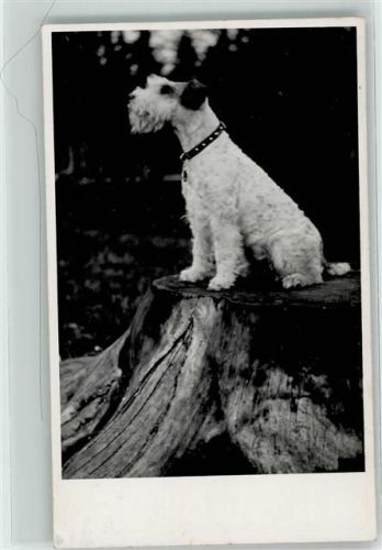 München Drahthaar-Foxterrier Zwinger Peraloh Besitzer Wieleitner Schloss Perlach Stempel WK II