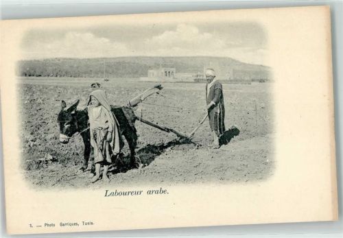 1905 Landwirtschaft Pflug mit einem Esel , Laboureur arabe - Nr. 7 Photo Garriques Tunis
