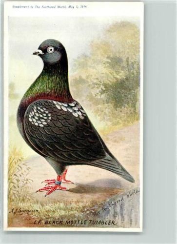 LF. Black Mottle Tumbler sign A. J. Simpson Supplement to The Feathered World 1914 Bildkarte