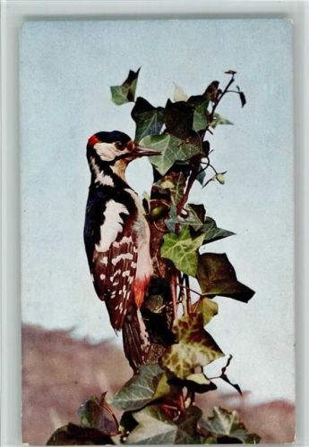 1920 Buntspecht Vogelschutzbund Stuttgart AK