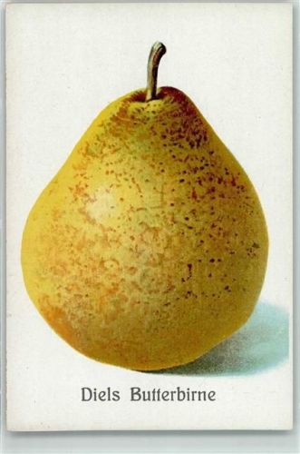 Diels Butterbirne