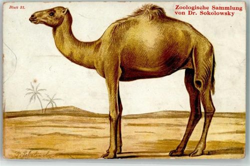 Afrikanisches Dromedar Zoologische Sammlung Dr.Sokolowsky Blatt 21