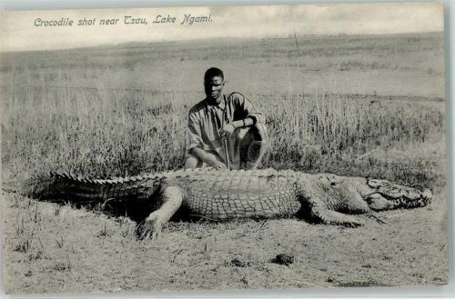 Crocodile shot near Tsau . Lake Ngami Volkstypen Afrika