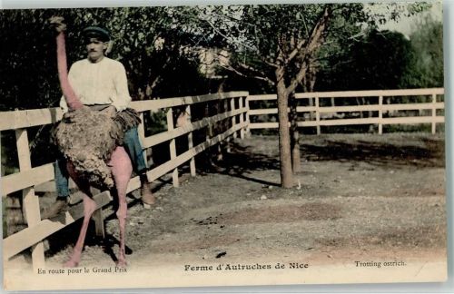 Strauß Reiten Farm