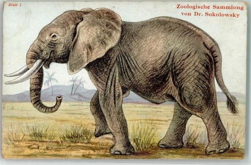 Sudan Elefant Zoologische Sammlung Dr.Sokolowsky Blatt1
