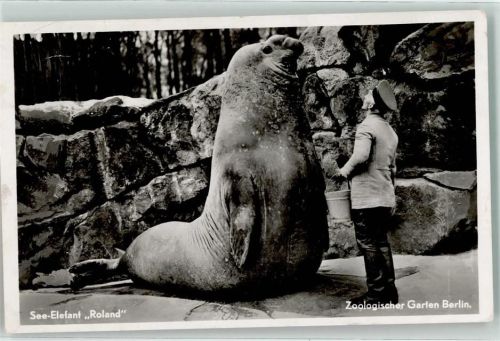Tiergarten See Elefant Roland