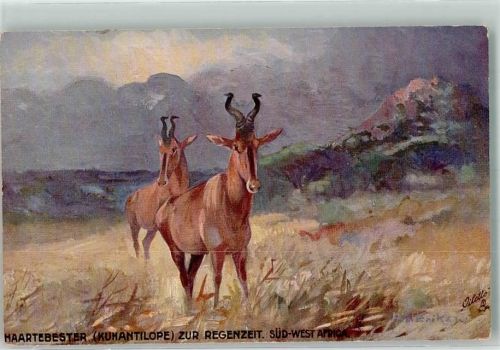Oilette Serie Tiere aus Südwestafrika Nr. 946 Kuhantilope Verlag Swakopmunder Buchhandlung Windhuk