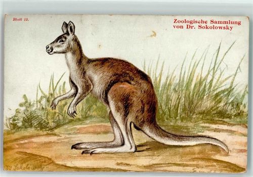 Rotes Riesenkänguruh Zoologische Sammlung Dr.Sokolowsky Blatt 12 Australisches Tier Künstlerkarte