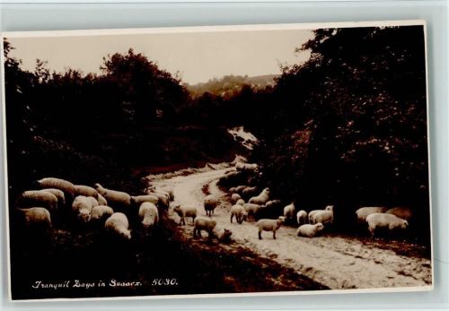 Iranquil Days in Sussex - Schafherde Foto 1939 AK