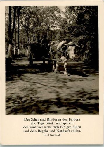 Rind vor einem Heuwagen Foto 1965 AK