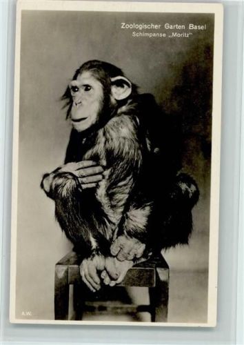 Basel 1939 Nr. 5 chimpanse "Moritz" AK