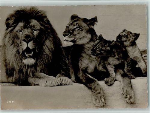 Zürich 1932 Zoo Nr. 84 - Löwenfamilie - Zool. Garten