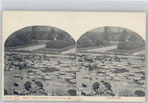 1900 Lotusblumen - Knackstaedt & Näther - Stereo AK