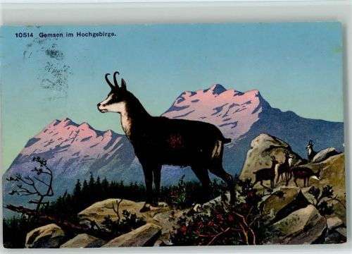 1916 Gemsen im Hochgebirge , Wehrli