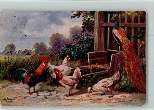 1913 Geflügel - Hühner und Pfau AK Stempelspuren