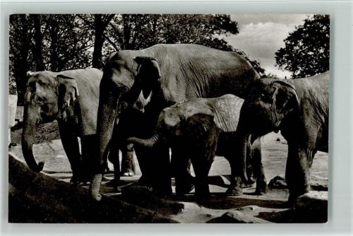 Elefanten Freianlage 1957 Foto AK