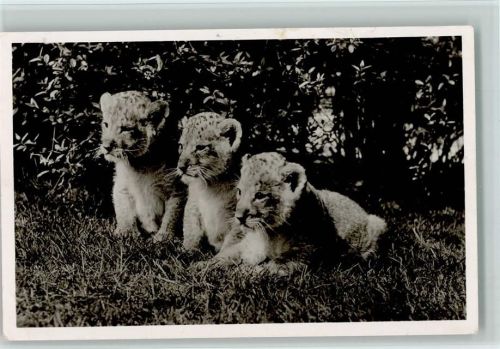 Löwenbabys 1965 Foto AK