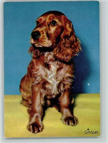 Spaniel ca 1965 AK