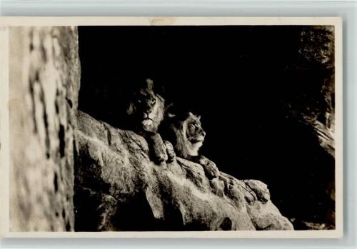 Löwen in der Löwenschlucht ca 1938 Foto AK