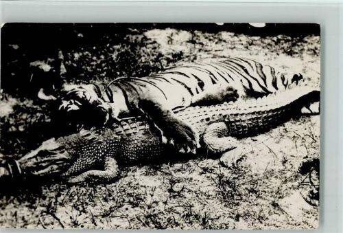 Erlegter Tiger und Krokodil Foto AK