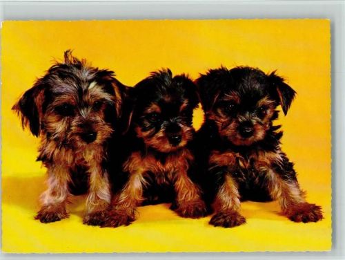 Yorkshire Terrier Welpen ca 1965 AK Yorkshire Terrier